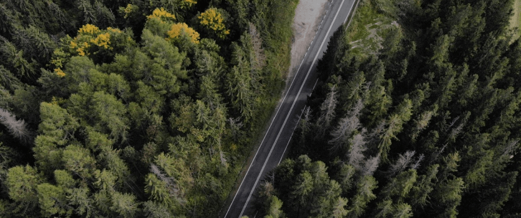 Green forest landscape with a road